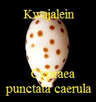 Cypraea punctata var carula, Iredale 1939 